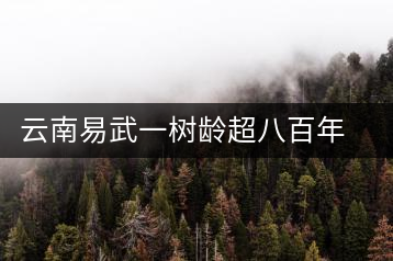 云南易武一樹齡超八百年古茶樹死亡，當地曾每年組織村民拜謁
