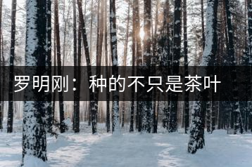 羅明剛:種的不只是茶葉是責任