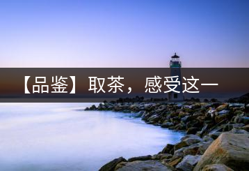 【品鑒】取茶,感受這一輪鳳起古茶的魅力