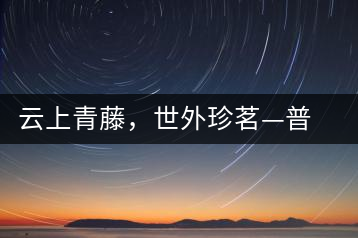 云上青藤，世外珍茗—普秀百年藤條茶即將上市