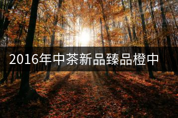 2016年中茶新品臻品橙中橙（熟茶）首發