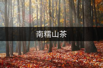 南糯山茶