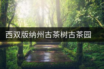 西雙版納州古茶樹古茶園資源情況