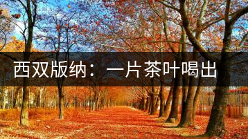 西雙版納:一片茶葉喝出億元產業