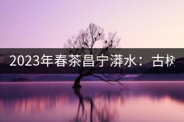 2023年春茶昌寧漭水：古樹混采純料480-600元／公斤，大樹360-420元／公斤，臺地260-300元／公斤，古樹單株均價880-1200元／公斤。