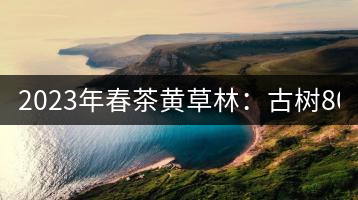2023年春茶黃草林：古樹800-1200元／公斤