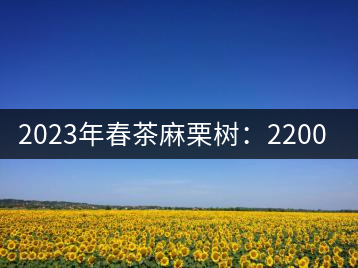 2023年春茶麻栗樹:2200-2400元/公斤