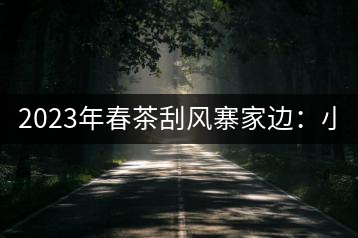 2023年春茶刮風寨家邊:小樹400-500,古樹1000-1600元/公斤