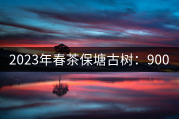 2023年春茶保塘古樹:900-1500元/公斤
