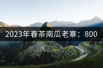2023年春茶南瓜老寨:800-1000元/公斤