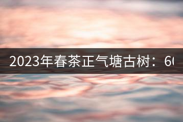 2023年春茶正氣塘古樹:600-800元/公斤