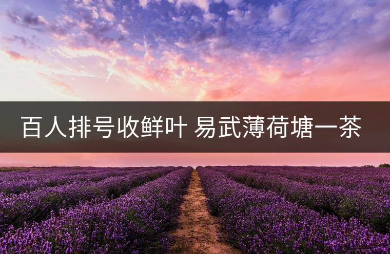 百人排號收鮮葉 易武薄荷塘一茶難求 百人排號收鮮葉 易武薄荷塘一茶難求