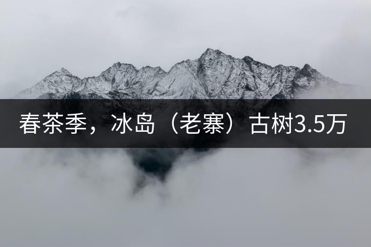 春茶季，冰島（老寨）古樹3.5萬起