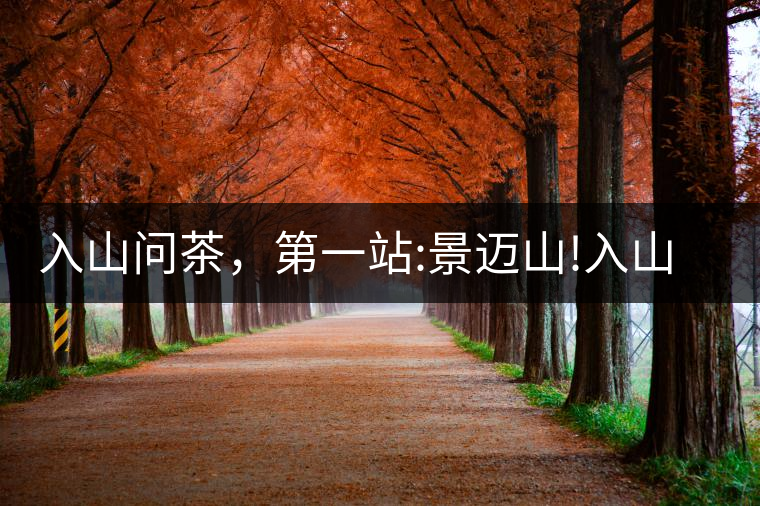 入山問茶,第一站:景邁山!入山問茶,第一站:景邁山! 入山問茶,第一站:景邁山!入山問茶,第一站:景邁山!