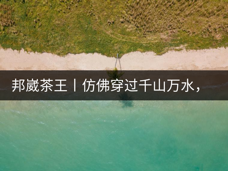 邦崴茶王丨仿佛穿過千山萬水,就是為了它而來邦崴茶王丨仿佛穿過千山萬水,就是為了它而來 邦崴茶王丨仿佛穿過千山萬水,就是為了它而來邦崴茶王丨仿佛穿過千山萬水,就是為了它而來