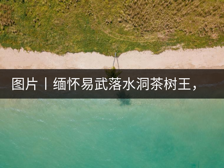 圖片丨緬懷易武落水洞茶樹王，犧牲前的樣貌圖片丨緬懷易武落水洞茶樹王，犧牲前的樣貌