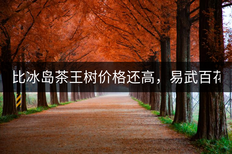 比冰島茶王樹(shù)價(jià)格還高，易武百花潭高桿古樹(shù)茶以100萬(wàn)成...比冰島茶王樹(shù)價(jià)格還高，易武百花潭高桿古樹(shù)茶以100萬(wàn)成交