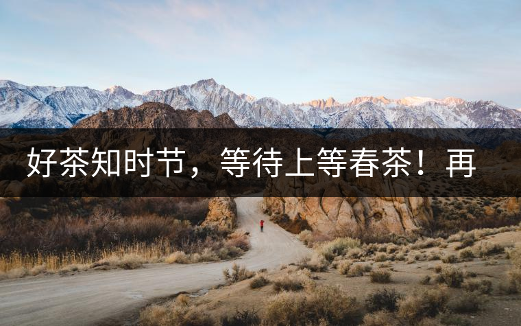 好茶知時節，等待上等春茶！再來回味這些年喝過的小戶賽古樹春茶