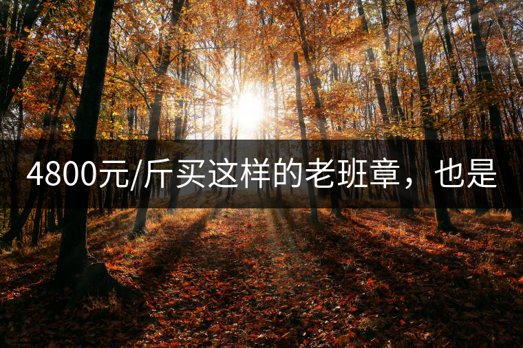 4800元/斤買這樣的老班章,也是醉了!4800元/斤買這樣的老班章,也是醉了! 4800元/斤買這樣的老班章,也是醉了!4800元/斤買這樣的老班章,也是醉了!