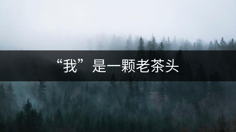 “我”是一顆老茶頭 “我”是一顆老茶頭