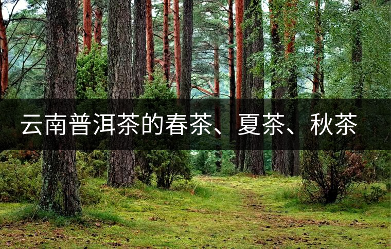 云南普洱茶的春茶、夏茶、秋茶的采摘時間及其特點 云南普洱茶的春茶、夏茶、秋茶的采摘時間及其特點