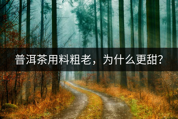 普洱茶用料粗老,為什么更甜? 普洱茶用料粗老,為什么更甜?