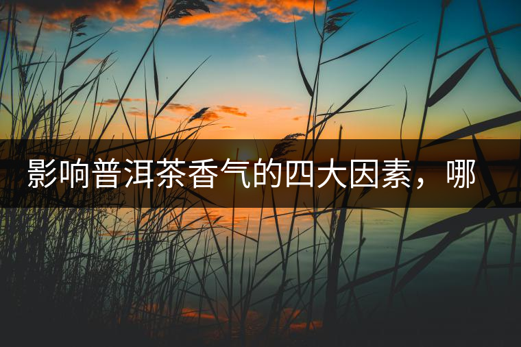 影響普洱茶香氣的四大因素,哪一個影響最大? 影響普洱茶香氣的四大因素,哪一個影響最大?