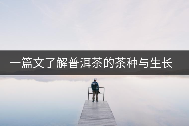 一篇文了解普洱茶的茶種與生長形態 一篇文了解普洱茶的茶種與生長形態