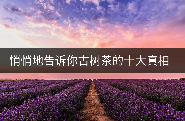 悄悄地告訴你古樹茶的十大真相,就不怕交學費了 悄悄地告訴你古樹茶的十大真相,就不怕交學費了