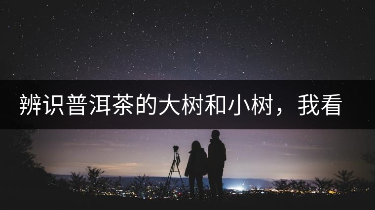 辨識普洱茶的大樹和小樹,我看這篇最靠譜 辨識普洱茶的大樹和小樹,我看這篇最靠譜