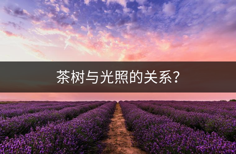 茶樹與光照的關系? 茶樹與光照的關系?