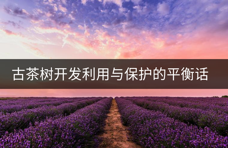 古茶樹開發利用與保護的平衡話題再次引人關注