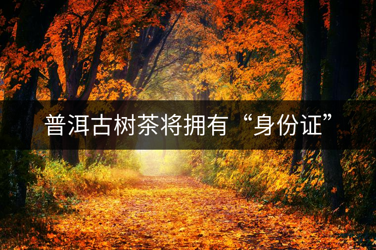 普洱古樹茶將擁有“身份證”