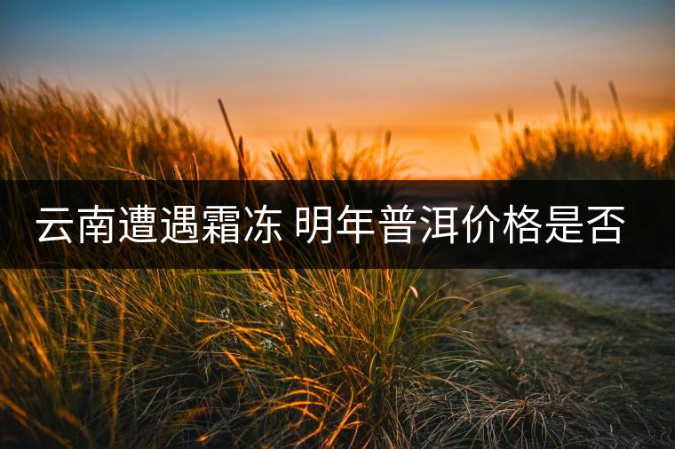 云南遭遇霜凍 明年普洱價格是否飆升? 云南遭遇霜凍 明年普洱價格是否飆升?