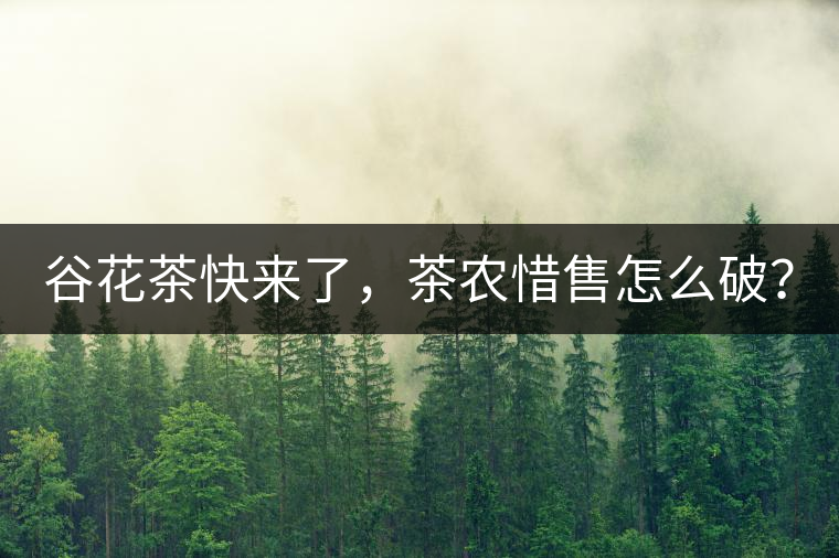 谷花茶快來了,茶農惜售怎么破? 谷花茶快來了,茶農惜售怎么破?
