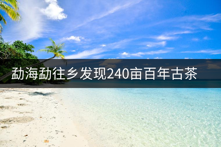 勐海勐往鄉發現240畝百年古茶園