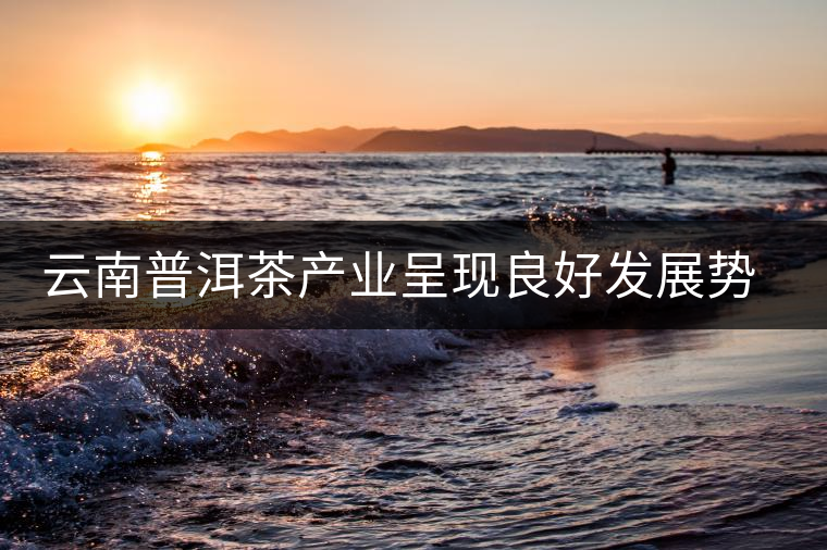云南普洱茶產業呈現良好發展勢頭 云南普洱茶產業呈現良好發展勢頭