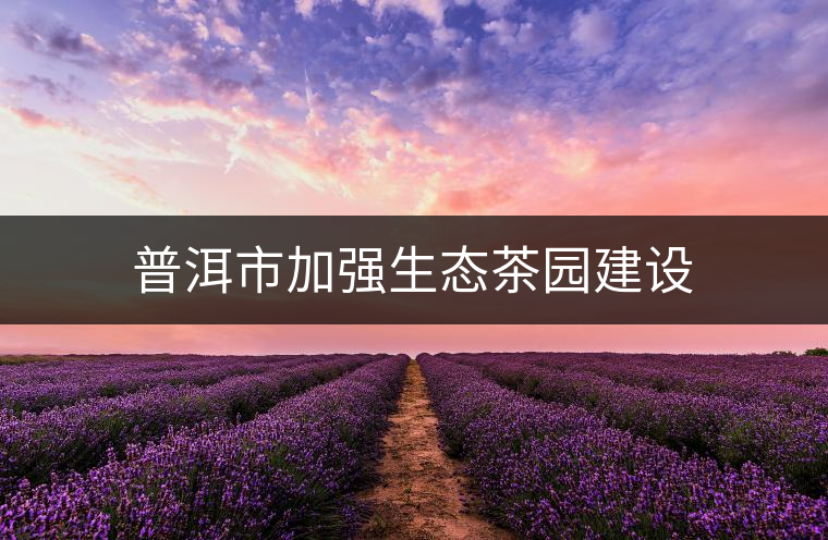 普洱市加強生態茶園建設 普洱市加強生態茶園建設