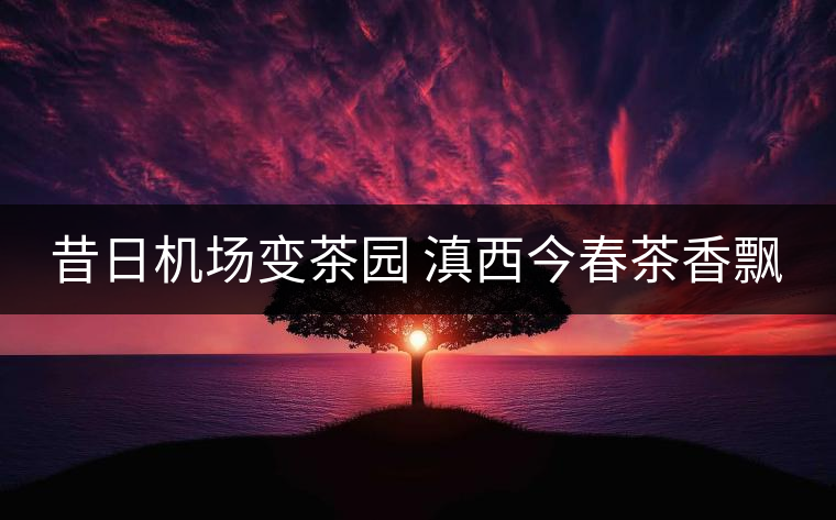 昔日機場變茶園 滇西今春茶香飄 昔日機場變茶園 滇西今春茶香飄