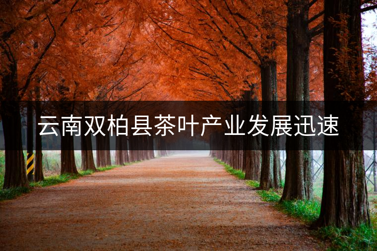 云南雙柏縣茶葉產業發展迅速
