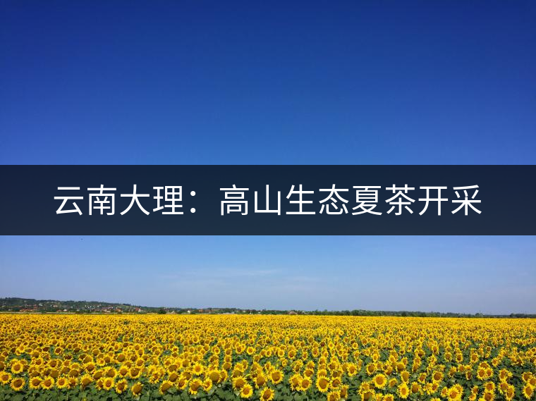 云南大理:高山生態夏茶開采 云南大理:高山生態夏茶開采