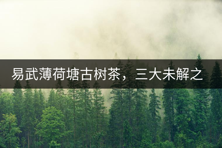 易武薄荷塘古樹茶,三大未解之謎 易武薄荷塘古樹茶,三大未解之謎