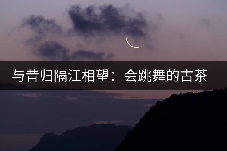 與昔歸隔江相望：會跳舞的古茶樹