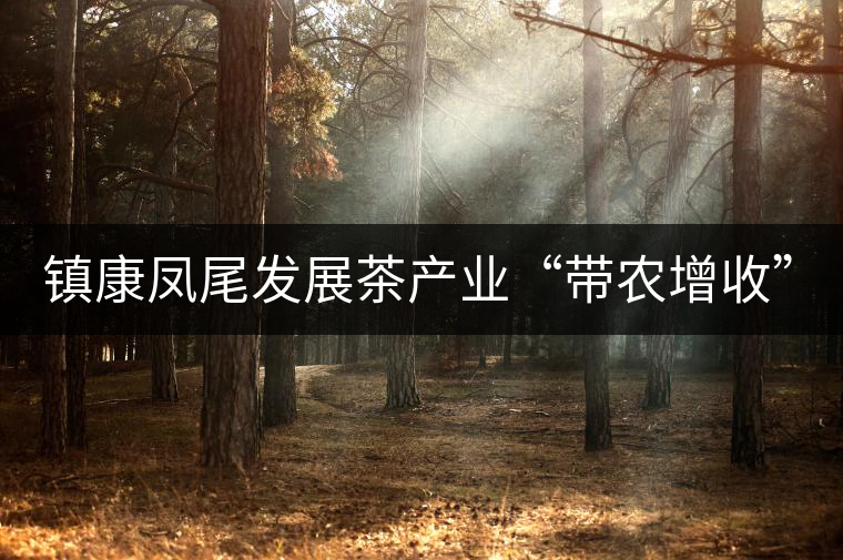鎮康鳳尾發展茶產業“帶農增收”,由2012年380萬元增長到1260萬元 鎮康鳳尾發展茶產業“帶農增收”,由2012年380萬元增長到1260萬元