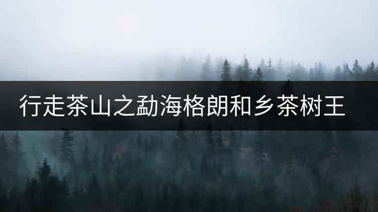 行走茶山之勐海格朗和鄉茶樹王考察記 行走茶山之勐海格朗和鄉茶樹王考察記