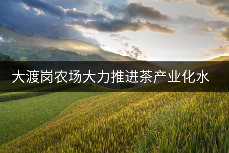 大渡崗農(nóng)場(chǎng)大力推進(jìn)茶產(chǎn)業(yè)化水平 大渡崗農(nóng)場(chǎng)大力推進(jìn)茶產(chǎn)業(yè)化水平