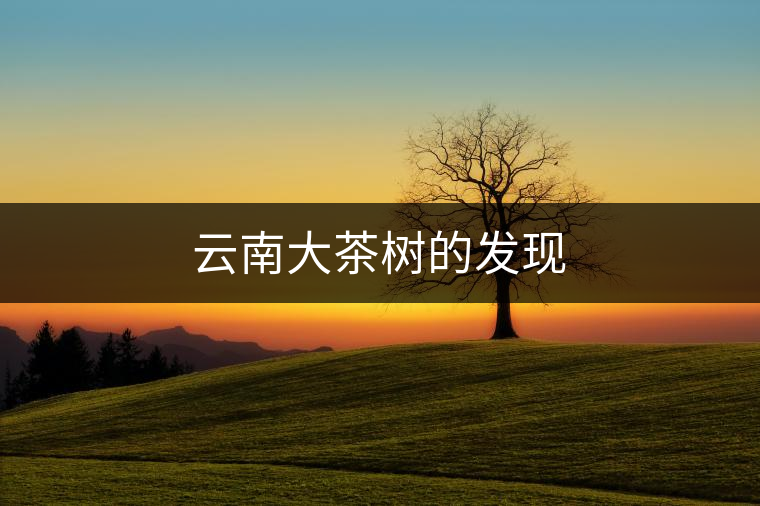 云南大茶樹的發現 云南大茶樹的發現