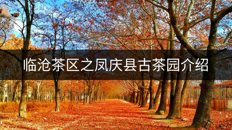 臨滄茶區之鳳慶縣古茶園介紹 臨滄茶區之鳳慶縣古茶園介紹