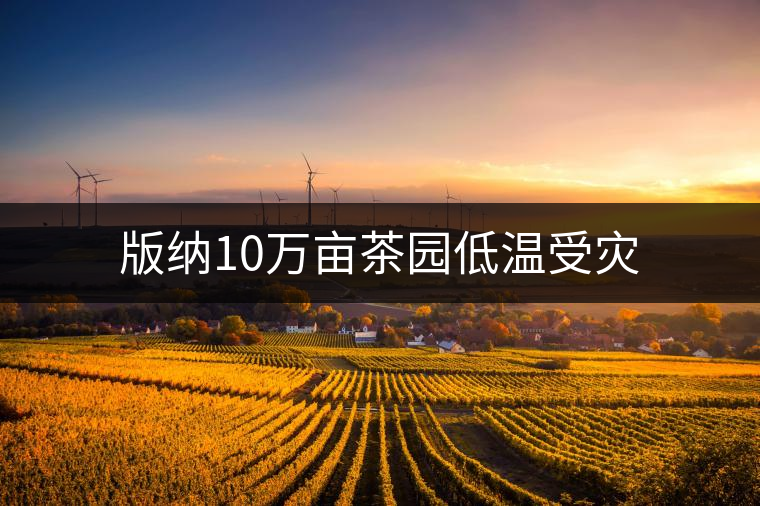 版納10萬畝茶園低溫受災(zāi) 版納10萬畝茶園低溫受災(zāi)