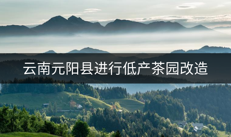 云南元陽縣進行低產茶園改造